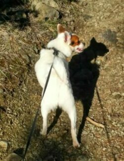 Dog walking on a retractable leash