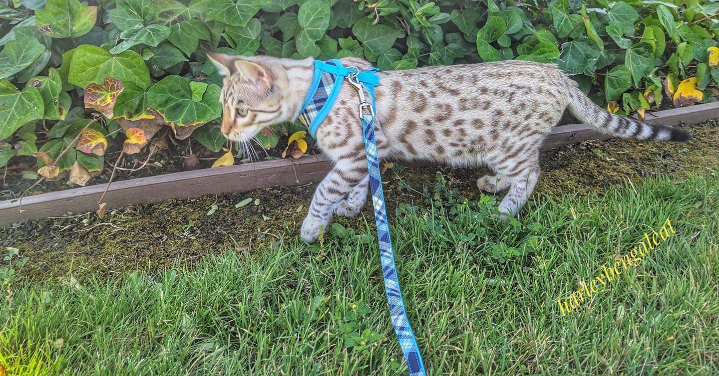 Bengal cat on harness and leash