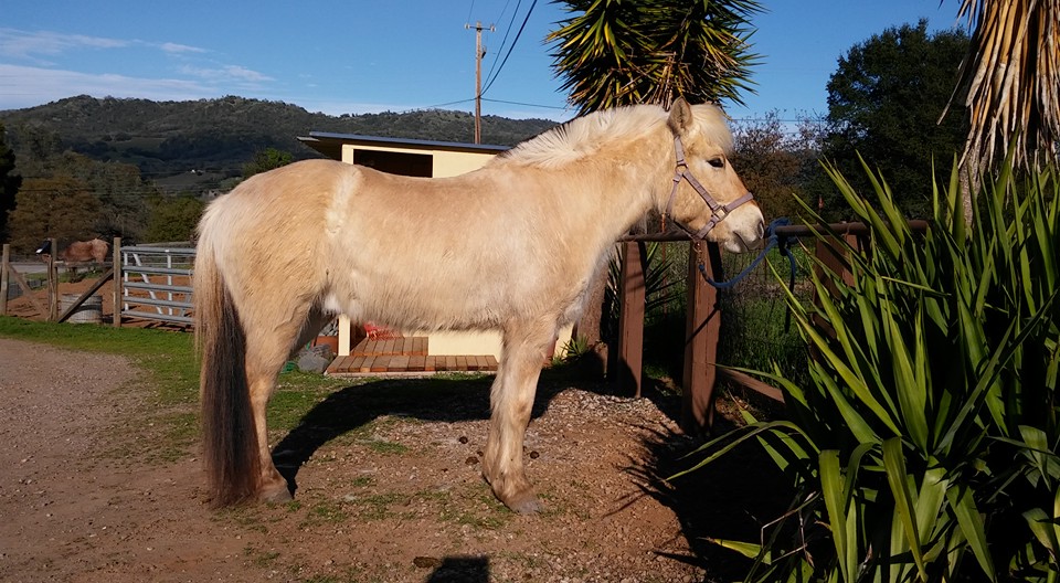 Horse at a hitch post