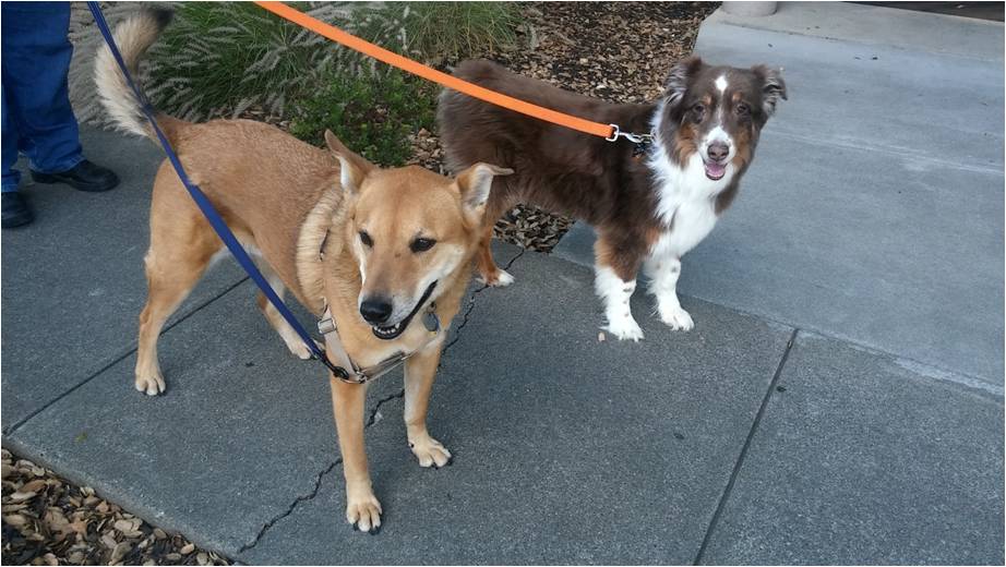 two dogs on a walk