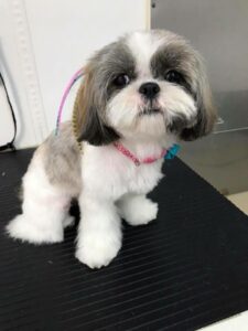 shih tzu at the groomer