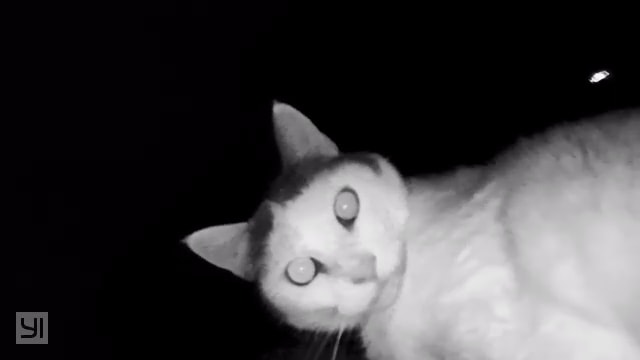 cat looking at security camera