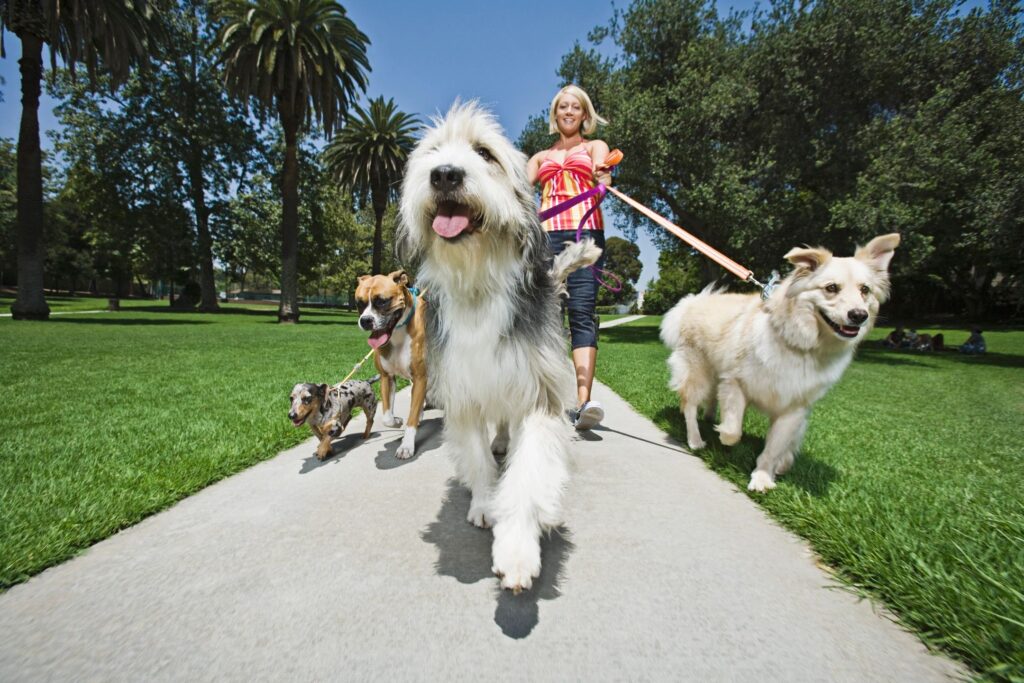 dog walker with dogs