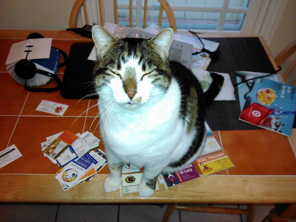 cat sitting on business cards