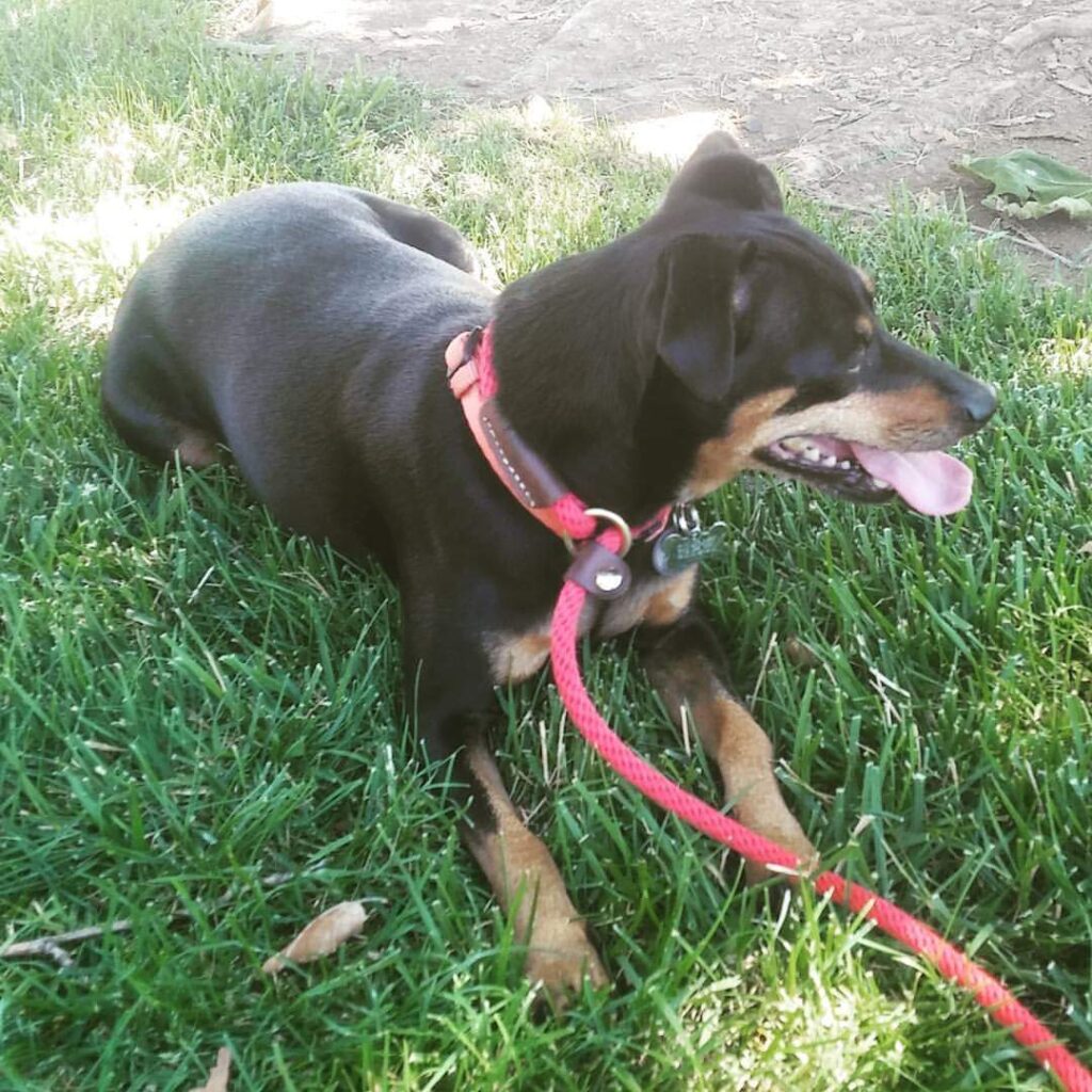 min pin wearing a slip lead