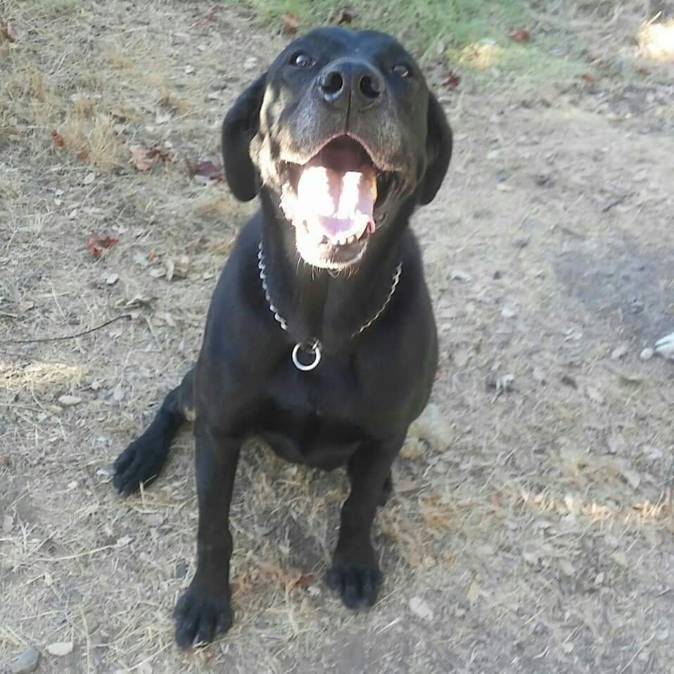 black lab wearing choke chain